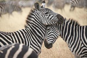 knuffelende zebra's, ngorongoro krater foto