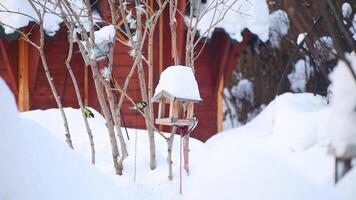Super goed gevlekte specht hangende van vogel voeder vormig net zo houten huis met stapel van sneeuw Aan haar dak. foto