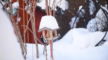 Super goed gevlekte specht hangende van vogel voeder vormig net zo houten huis met stapel van sneeuw Aan haar dak. foto