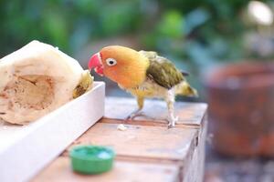 dwergpapegaai zittend Aan een houten bank en aan het eten fruit foto