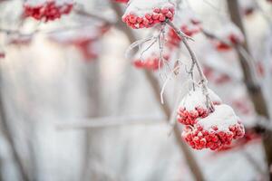 rood lijsterbes in winter onder de sneeuw. winter concept foto