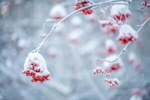 rood lijsterbes in winter onder de sneeuw. winter concept foto