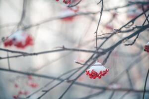 rood lijsterbes in winter onder de sneeuw. winter concept foto