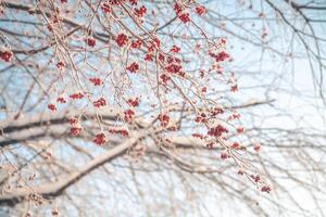 rood lijsterbes in winter onder de sneeuw. winter concept foto