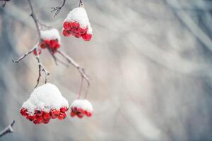 rood lijsterbes in winter onder de sneeuw. winter concept foto