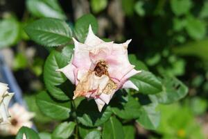 roze en wit roos in de tuin Aan een zonnig zomer dag foto