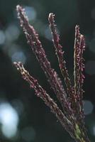 grote zonnebloem in de tuin, thailand foto