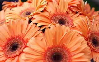 oranje gerbera bloemen foto