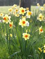 gele en witte narcissen foto