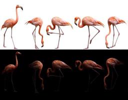 Amerikaanse flamingovogel op donkere en witte achtergrond foto