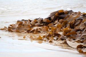 bruin kelp zeewier op het strand foto