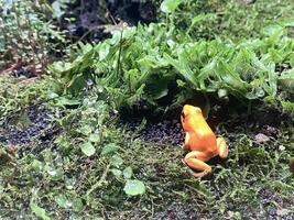 oranje kikker in tropisch Woud terrarium. foto van kikker in natuur en laten vallen Nee mensen.