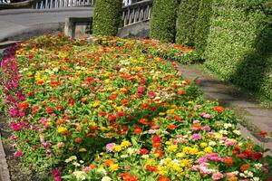 mooi bloemen bloeiend in suan luang rama 9 foto