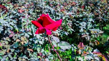 mooi rood roos in de roos tuin foto