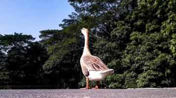 mooi wit en bruin kleur gans wandelen gelukkig foto