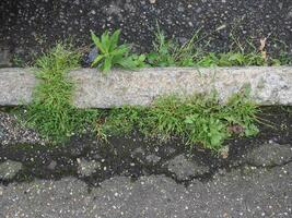 gras groeit Aan asfalt foto