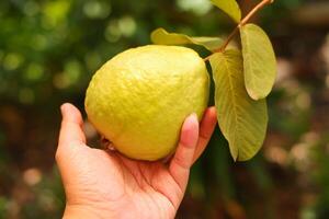 guava fruit Aan de boom in de tuin met groen bladeren achtergrond foto