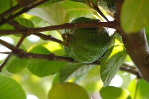 guava fruit Aan de boom in de tuin met groen bladeren achtergrond foto