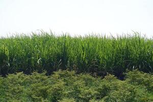 suiker riet plantage met groen bladeren en rijp suikerstok planten foto