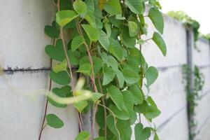 groen klimop fabriek in de tuin met natuur achtergrond foto