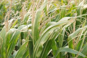 maïs veld- in zomer, dichtbij omhoog van maïs planten in de veld- foto