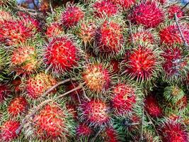 top visie van ramboetan fruit achtergrond Bij een markt . foto