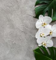 tropische bladeren monstera en witte orchidee bloemen foto