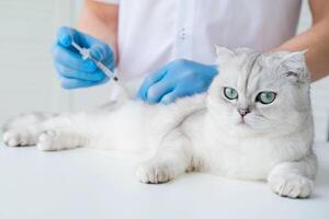de dierenarts geeft een injectie naar een Schots katje. een dokter in een veterinair kliniek inent een kat. foto