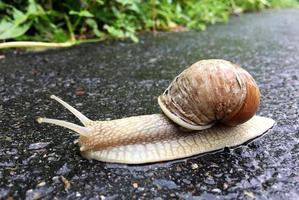 grote tuinslak in schelp kruipend op natte weg, haast je naar huis foto