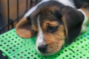 schattig puppy brak puppy's slapen in een kooi in de dier op te slaan. foto