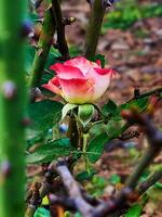een roos is groeit Aan een Afdeling in de tuin foto