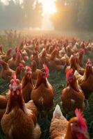 ai gegenereerd een groot groep van kippen staan. een enorm aantal van kippen gelukkig zwerven en voeden Aan een uitgestrekt veld- van gras. foto