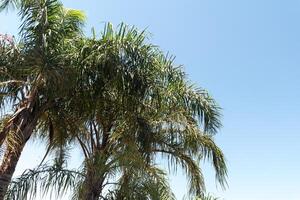 palm bomen zwaaiend onder de zomer bries Aan de strand foto