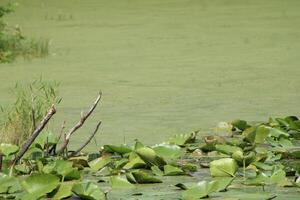 landschap in de omgeving van een klein moeras in tampa Florida met dieren in het wild. foto