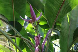 banaan fruit boom bloeiend in de zomer. foto