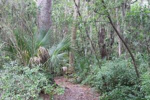 landschap in de omgeving van philippe park in veiligheid haven Florida foto