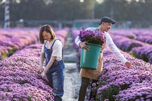 team van Aziatisch boer en bloemist is werken in de boerderij terwijl snijdend Purper chrysant bloem gebruik makend van snoeischaar voor besnoeiing bloem bedrijf voor dood rubriek, teelt en oogst seizoen foto