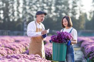 team van Aziatisch boer en bloemist is werken in de boerderij terwijl snijdend Purper chrysant bloem gebruik makend van snoeischaar voor besnoeiing bloem bedrijf voor dood rubriek, teelt en oogst seizoen foto