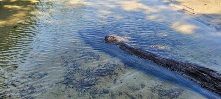 beeld van zee golven Aan de noorden kust van Brazilië in ubatuba itamambuca strand foto