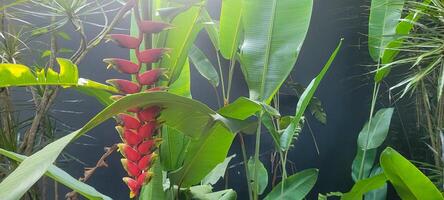 kleurrijk bloemen in tropisch tuin temidden van groen foto