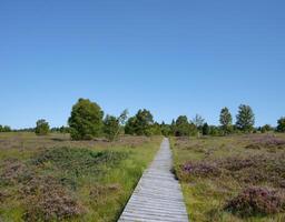 houten voetpad in hohes venn Moor of hautes venen heide, natuur reserveren in de Eifel, Duitsland en belgie foto