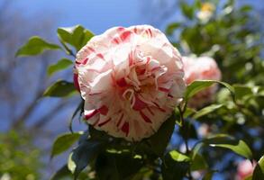 een roze en wit bloem met bladeren Aan het foto