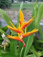 heliconia psittacorum is een soorten van bloeiend sier- fabriek inheems naar de caraïben en zuiden Amerika. foto