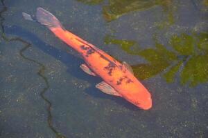 oranje oosters karper vis zwemmen onder de water foto