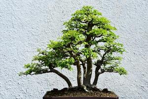 klein vormig peterselie meidoorn bonsai boom foto