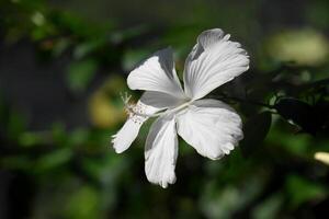 mooi bloeiend wit hibiscus bloem in bloeien foto