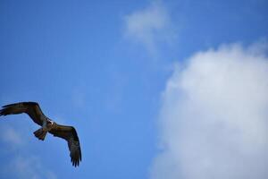 verbazingwekkend vliegend visarend in helder blauw luchten foto