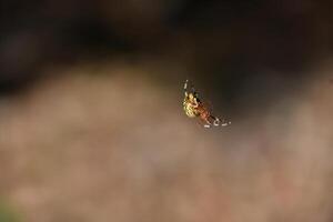 geweldig dichtbij omhoog van een gemarmerd orbweaver spin foto