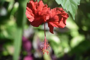 verbazingwekkend rood hibiscus bloesem bloeiend in een tuin foto