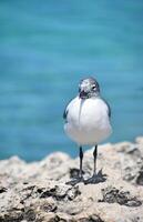 solo lachend meeuw staand Aan een rots in aruba foto